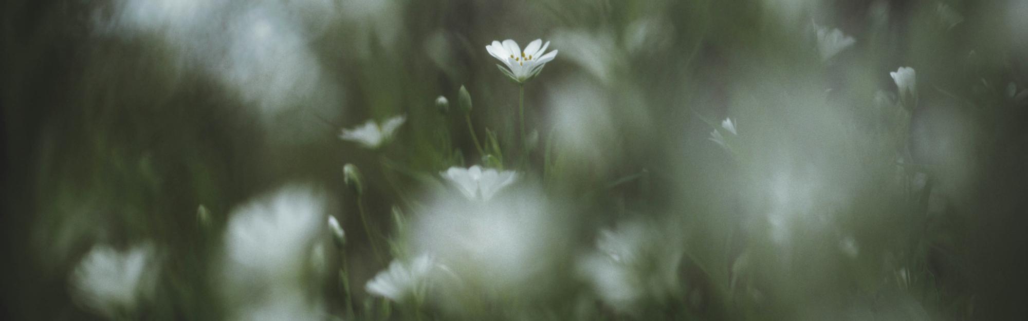 Política de Privacidade